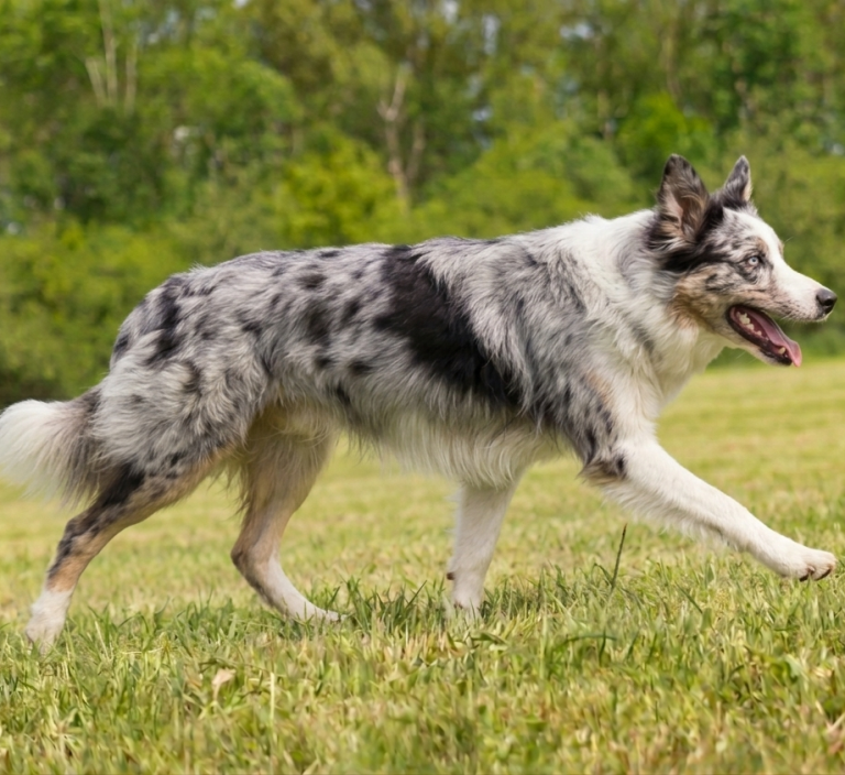 Hund ist in Bewegung Hund trabt in Bewegung